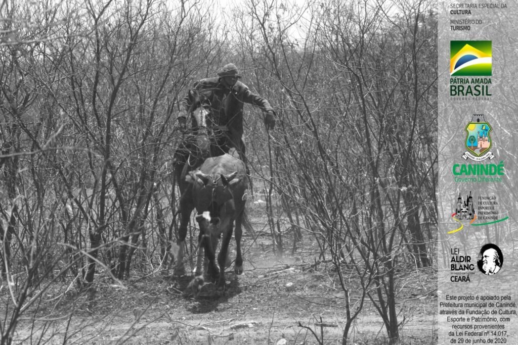 Vaqueiro canindeense no encalço do boi em meio à caatinga do sertão (2016).